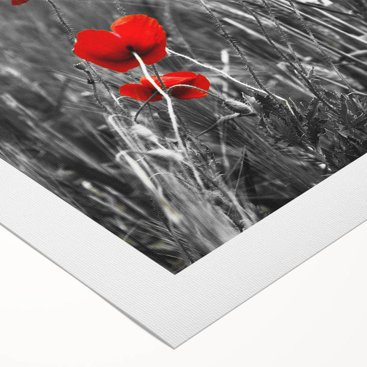 Elegant botanical poppy wall art design on rolled canvas, showcasing vibrant red and green hues, ideal for home decor or art collection display.