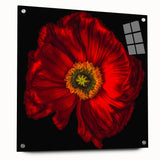 Acrylic glass wall art collection featuring a vibrant botanical poppy design, displayed in a side view with decorative pins, ideal for home decor enhancement.