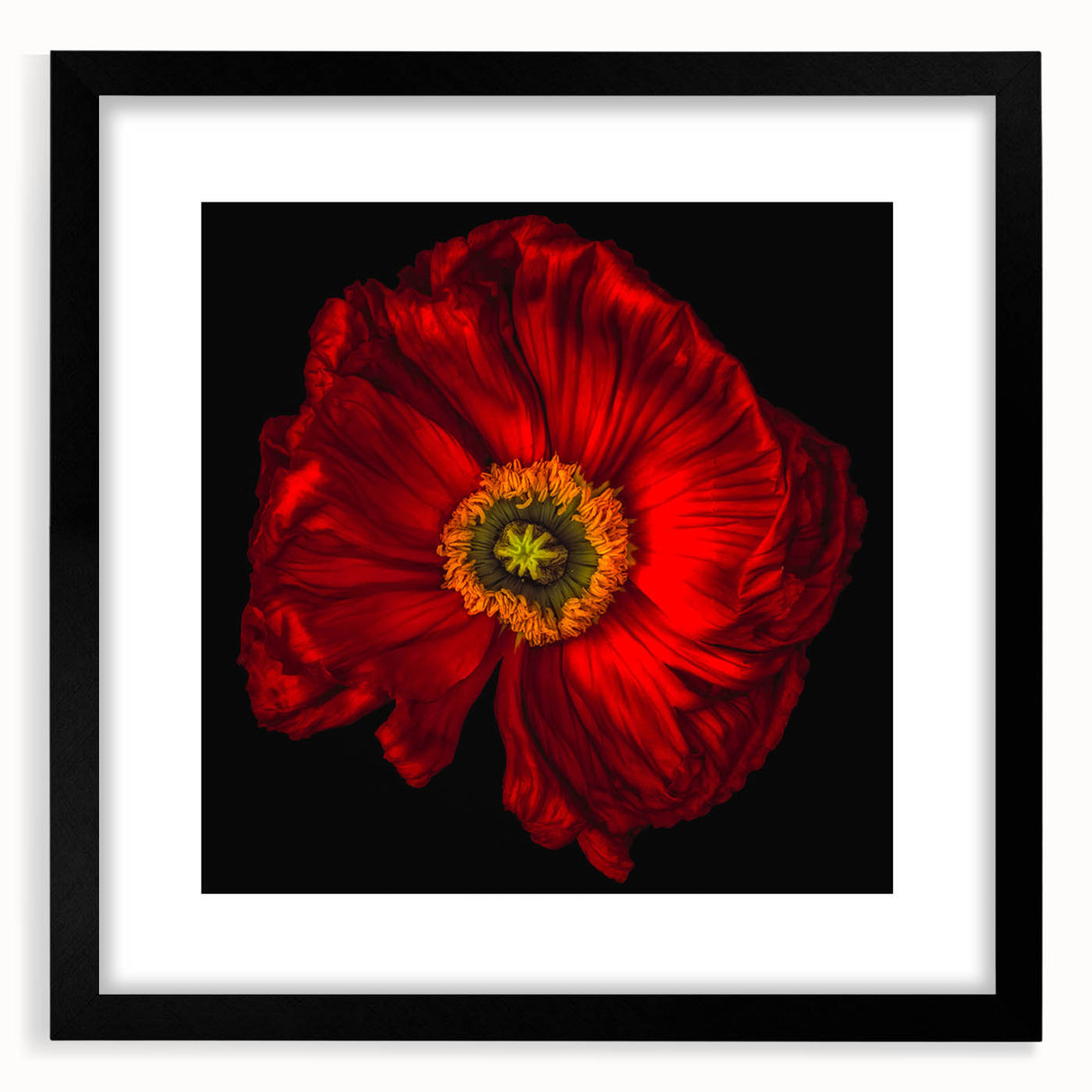 Framed botanical wall art featuring a vibrant poppy design with a sleek black frame and mat, perfect for modern home decor. Ideal for flower enthusiasts.