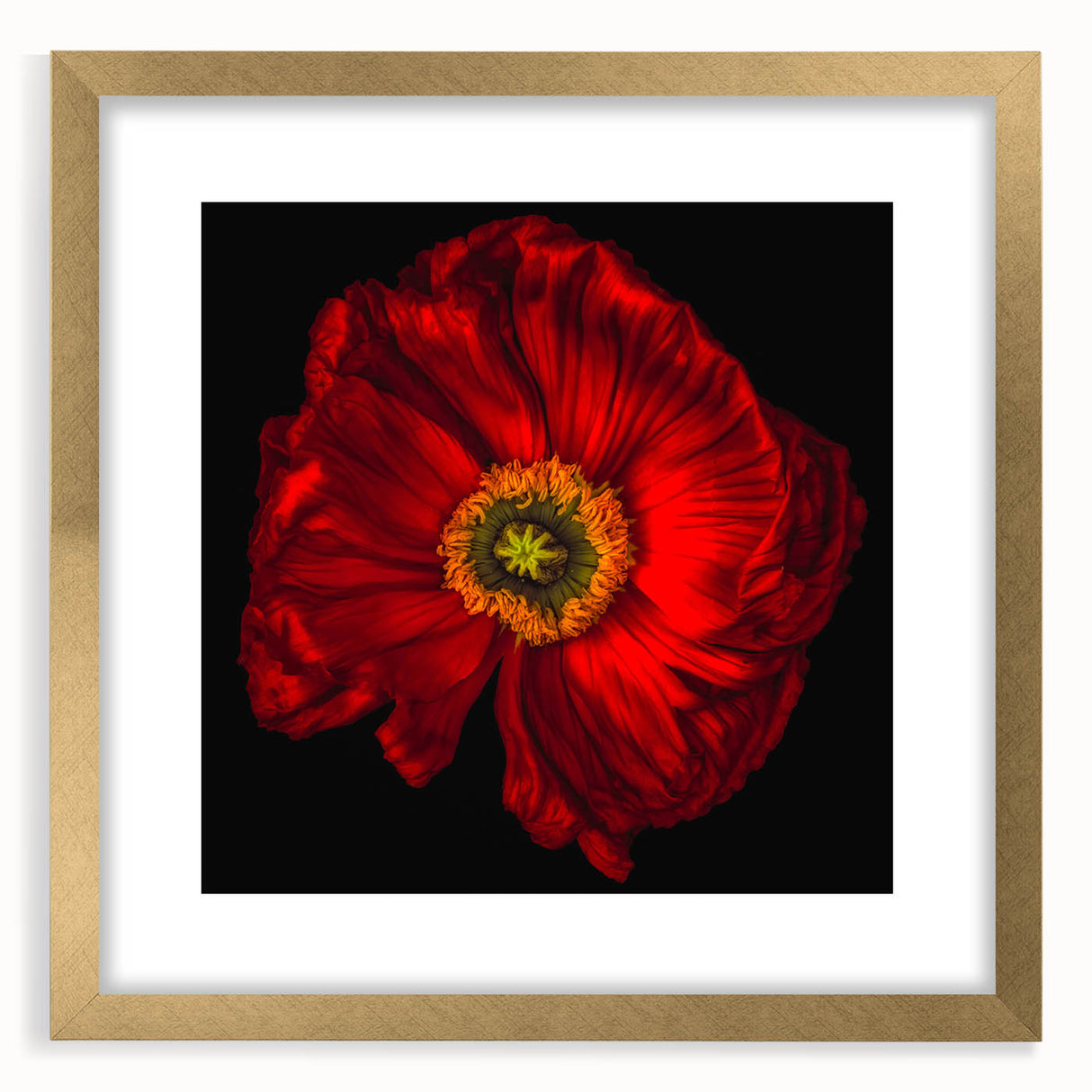 Botanical wall art featuring a delicate poppy design in a gold frame with a mat, showcasing vibrant colors and intricate details, ideal for home decor.