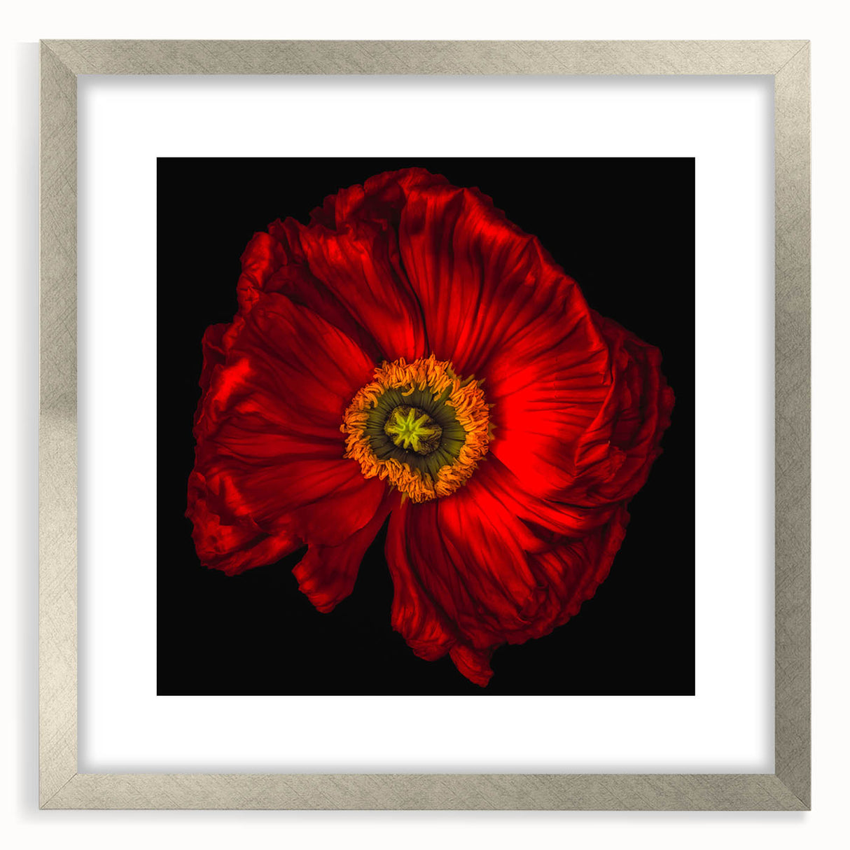 Botanical wall art showcasing a silver-framed poppy design with a white mat, ideal for enhancing home decor with a vibrant floral aesthetic. Perfect for art lovers and nature enthusiasts.
