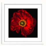 Framed botanical wall art featuring a delicate poppy design, showcased in a sleek white frame with a mat, ideal for home decor and enhancing interior aesthetics.