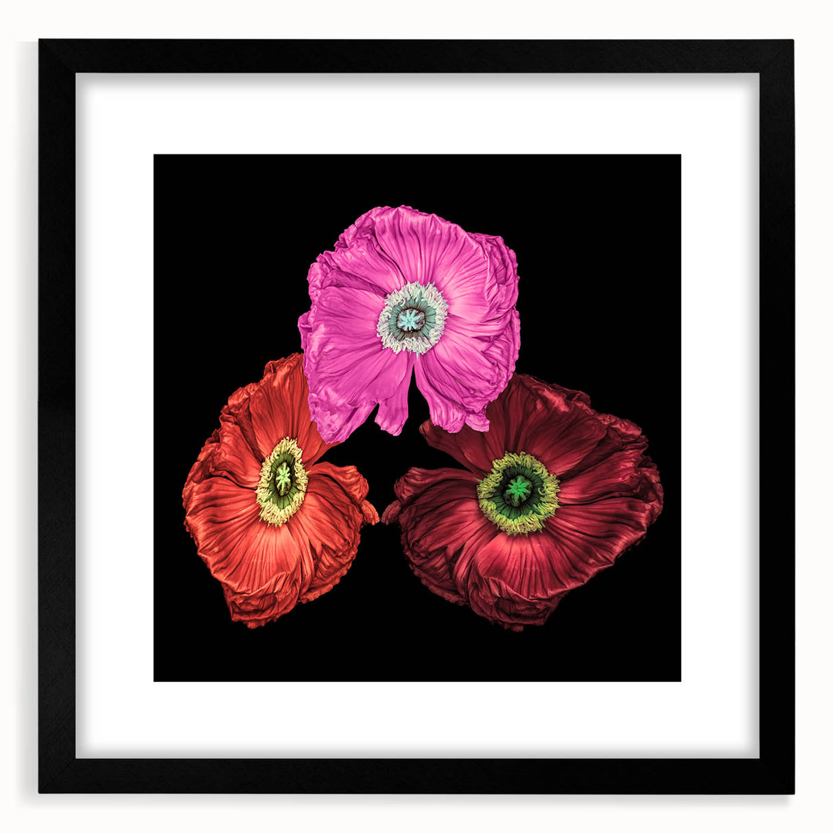 Black-framed wall art showcasing a vibrant botanical poppy design on a white background, perfect for home decor. Ideal for nature lovers and floral enthusiasts.