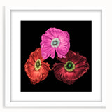 Framed botanical wall art showcasing a vibrant poppy design with a white mat, perfect for home decor. Ideal for floral enthusiasts and art lovers.