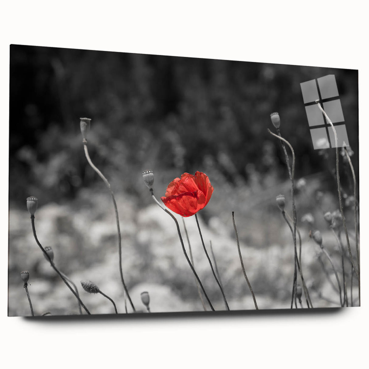 Acrylic glass wall art showcasing a botanical poppy design in vibrant colors, elegantly displayed from a side view, highlighting its modern aesthetic and frameless style.