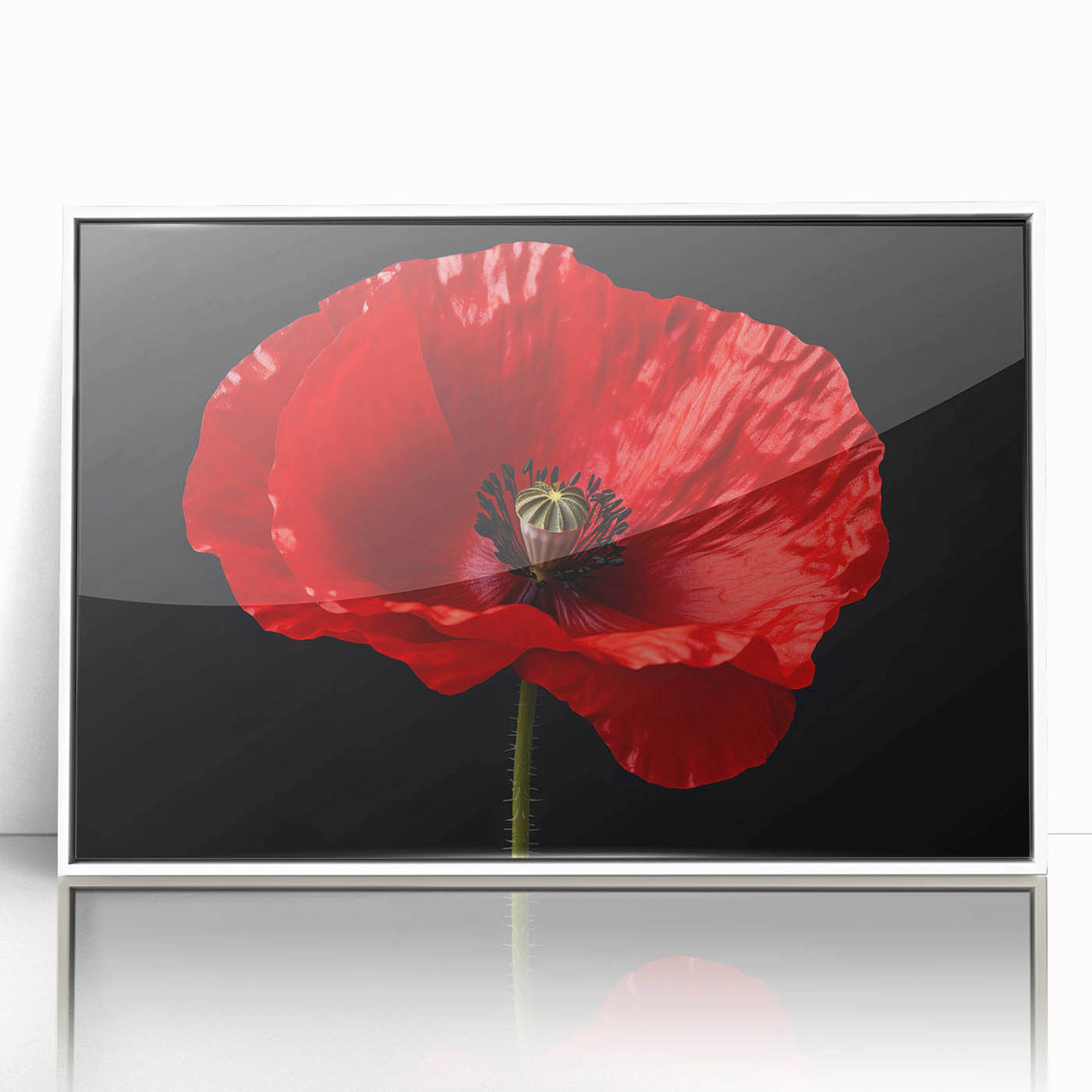 Framed wall art collection showcasing a vibrant poppy botanical design, featuring a white frame and acrylic front, perfect for enhancing home decor with floral elegance.