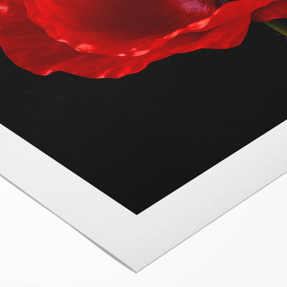 Vibrant botanical poppy wall art design on rolled canvas, showcasing vivid colors and intricate details, ideal for enhancing home decor with a floral theme.