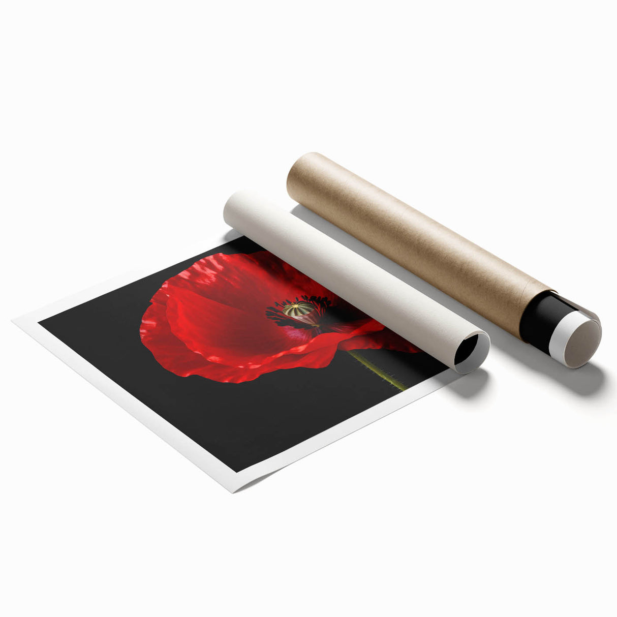 Vibrant botanical poppy wall art print showcasing a detailed floral design in rich colors, rolled for easy display and shipping in a protective tube. Perfect for home decor enthusiasts seeking nature-inspired artwork.