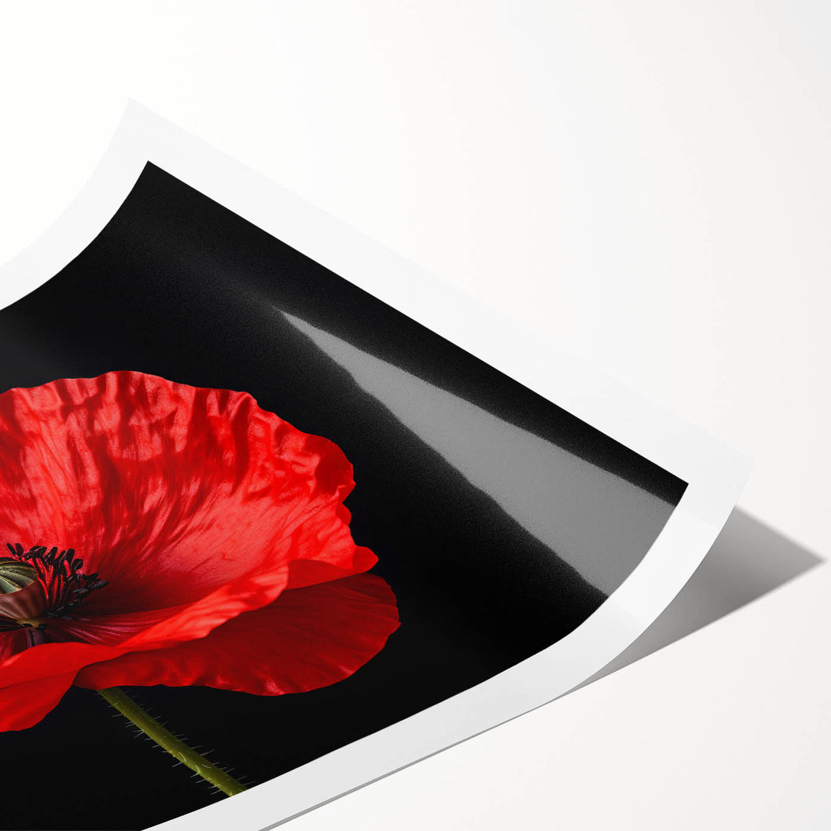 Botanical poppy wall art print featuring vibrant red and yellow flowers on a soft cream background, rolled for easy display and shipping in a protective tube.