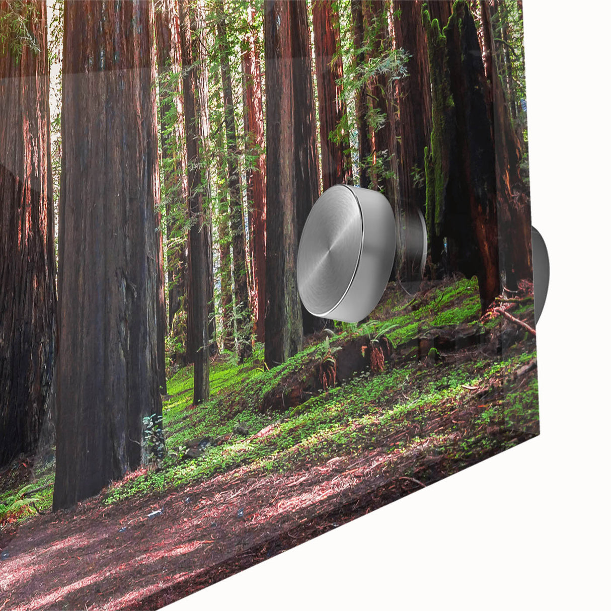 Close-up of a vibrant botanical wall art design featuring intricate redwood trees on acrylic glass, showcasing rich colors and fine details, perfect for nature enthusiasts.