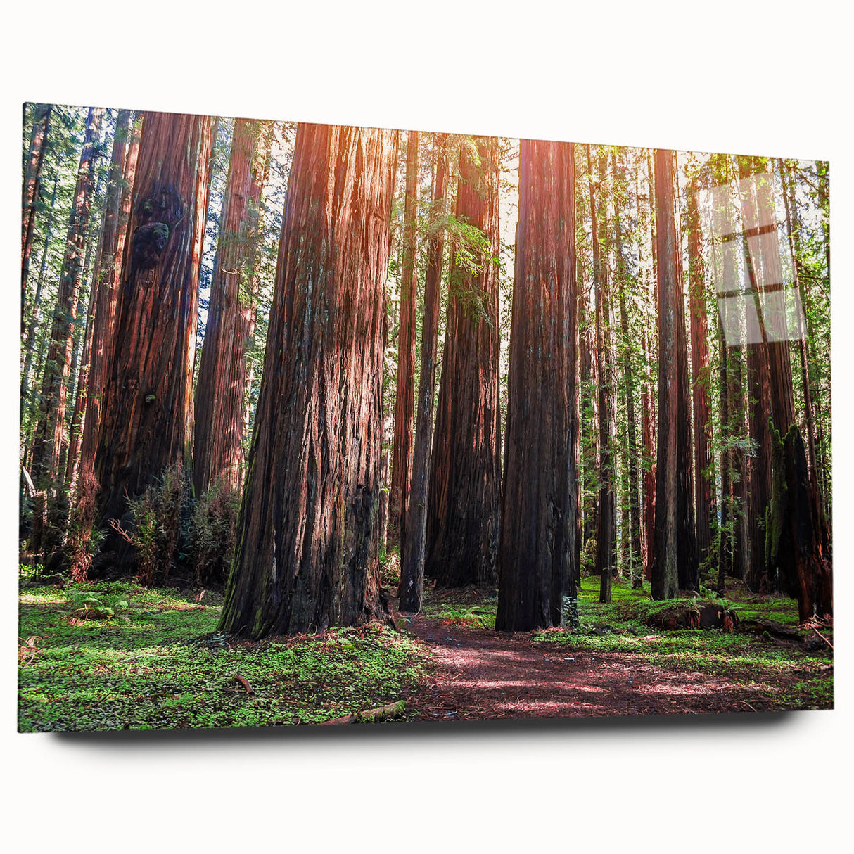 Acrylic glass wall art featuring a vibrant botanical design of redwood trees, displayed in a side view showcasing the intricate details and colors, perfect for nature-inspired decor.