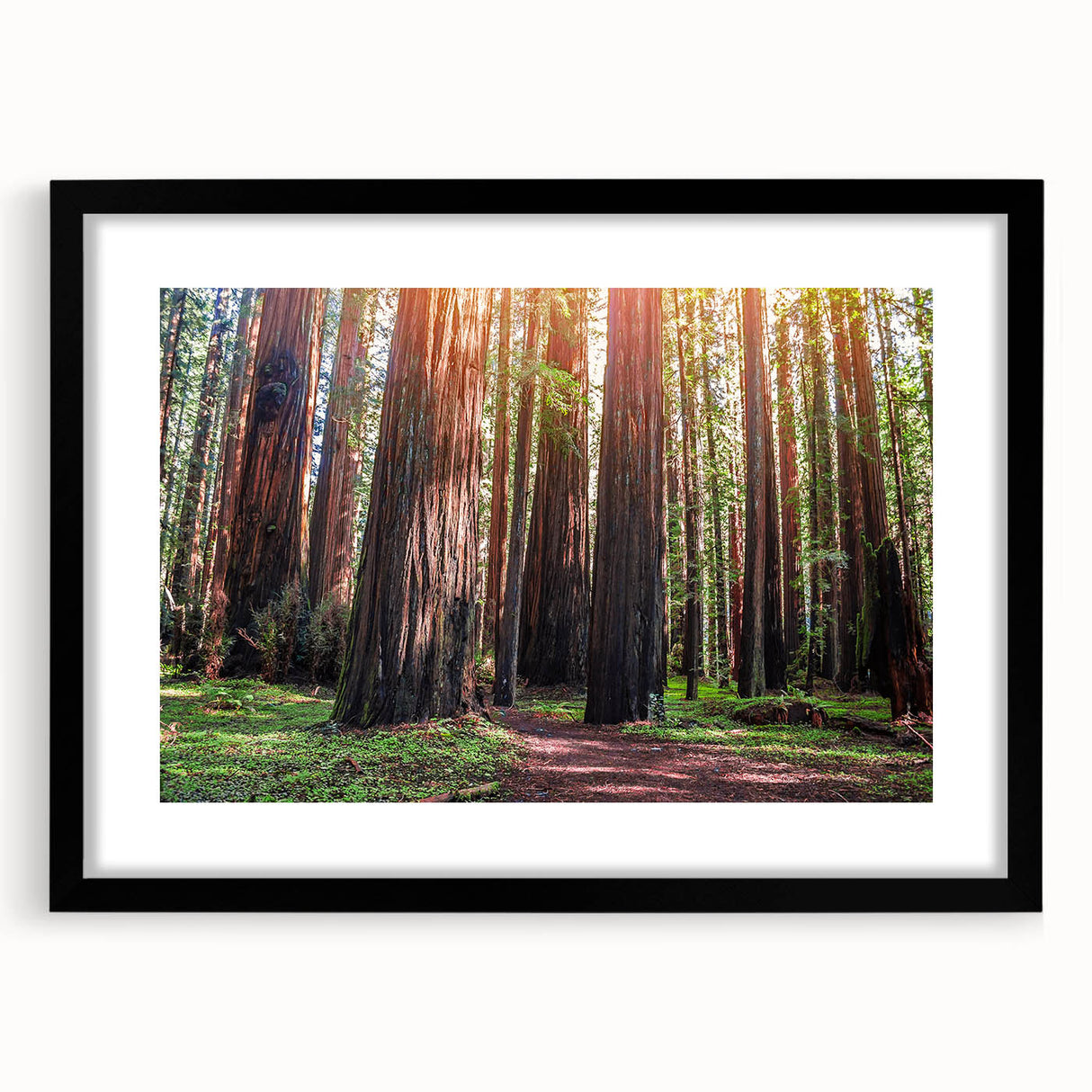 Framed wall art featuring a botanical design with redwood trees and vibrant flowers, set in a sleek black frame with a mat, ideal for nature-themed decor.