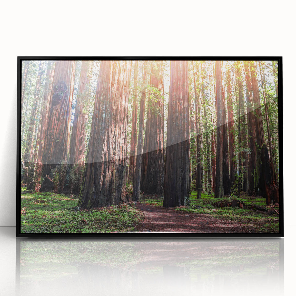 Framed acrylic wall art featuring a vibrant botanical design of redwood trees, presented in a sleek black frame, ideal for nature-inspired home decor.