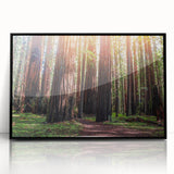 Framed acrylic wall art featuring a vibrant botanical design of redwood trees, presented in a sleek black frame, ideal for nature-inspired home decor.