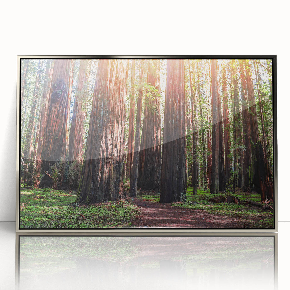 Framed wall art featuring a botanical design of vibrant redwood trees, highlighted with a sleek silver frame, perfect for adding a natural touch to any decor.