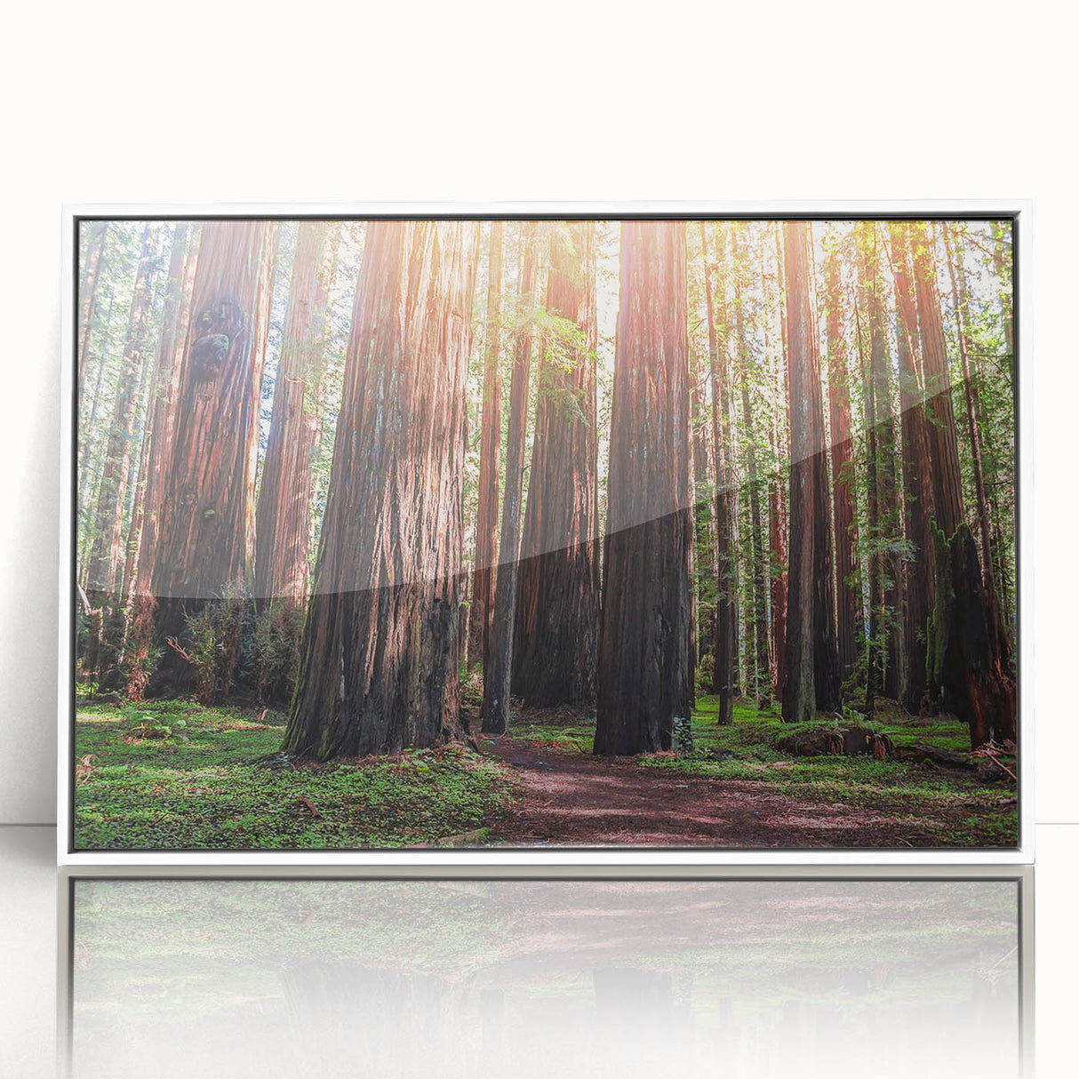 Framed acrylic wall art showcasing a botanical design of redwood trees, featuring vibrant colors and a modern white frame, perfect for nature-inspired decor.