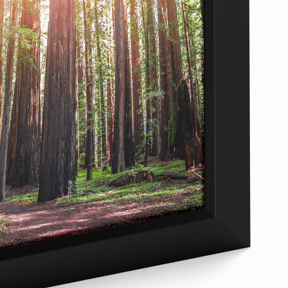 Close-up of a framed canvas wall art showcasing vibrant redwood trees surrounded by colorful flowers, designed to enhance any nature-themed decor. The artwork features rich colors and intricate details, perfect for botanical enthusiasts.