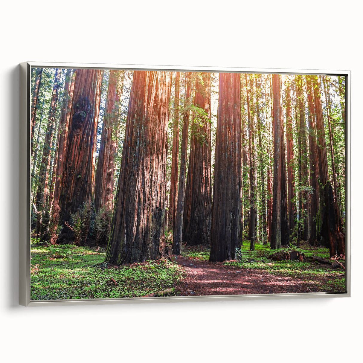 Framed wall art featuring a vibrant botanical design of redwood trees, with a sleek silver frame, showcasing intricate details and rich colors, perfect for nature lovers.