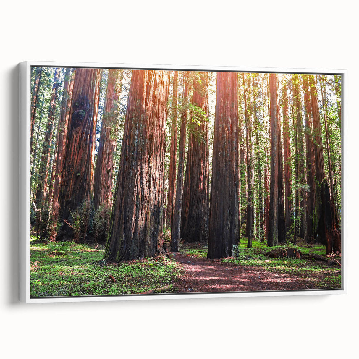 Framed canvas wall art featuring a vibrant botanical design of redwood trees, showcasing intricate details and a white frame for a modern aesthetic. Ideal for nature-themed decor.