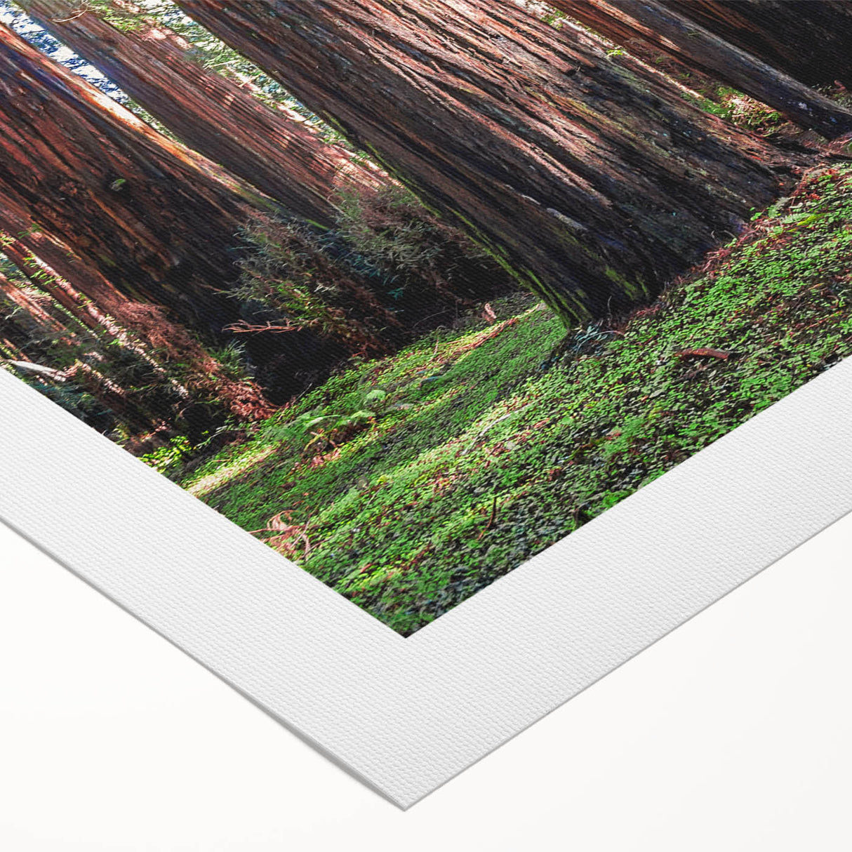 Botanical wall art featuring vibrant redwood trees on a rolled canvas, showcasing intricate details and rich colors, ideal for nature-inspired home decor.