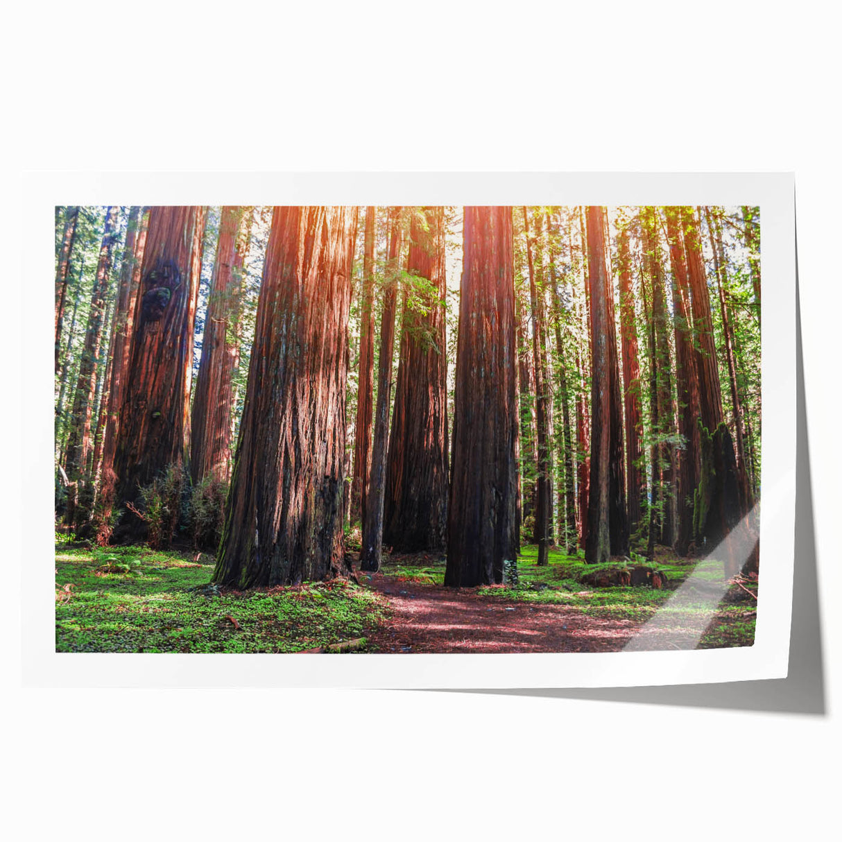 Botanical wall art print featuring vibrant redwood trees and colorful flowers, perfect for adding a natural touch to home decor. Rolled and ready for framing.