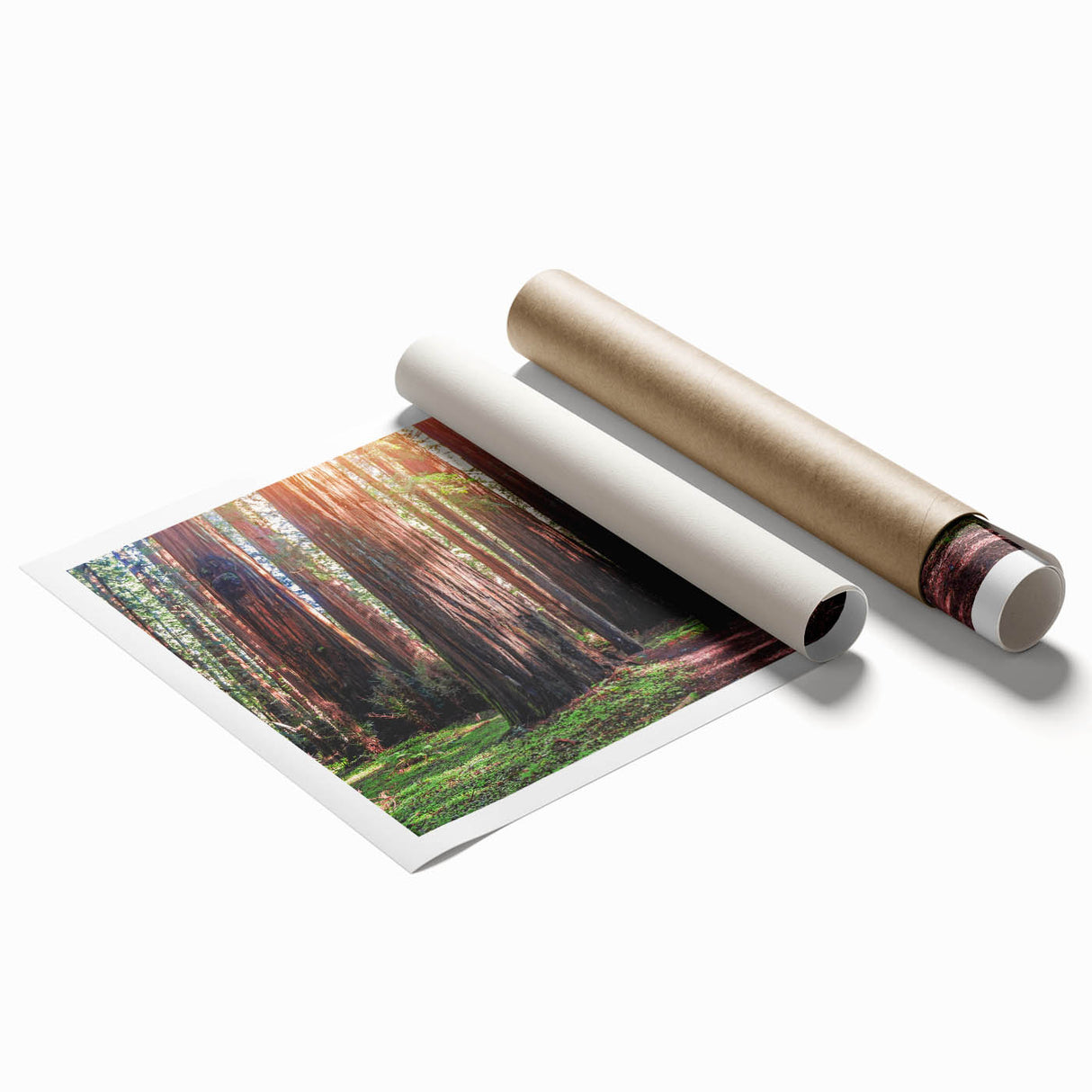 Botanical wall art print showcasing vibrant redwood trees amidst lush greenery, rolled for easy handling and display, perfect for nature-themed decor in any space.