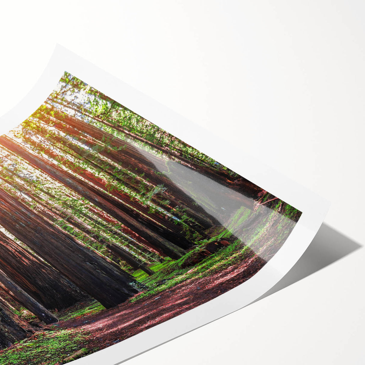 Botanical wall art print showcasing vibrant redwood trees intertwined with colorful flowers, rolled for easy transport and display in home decor.