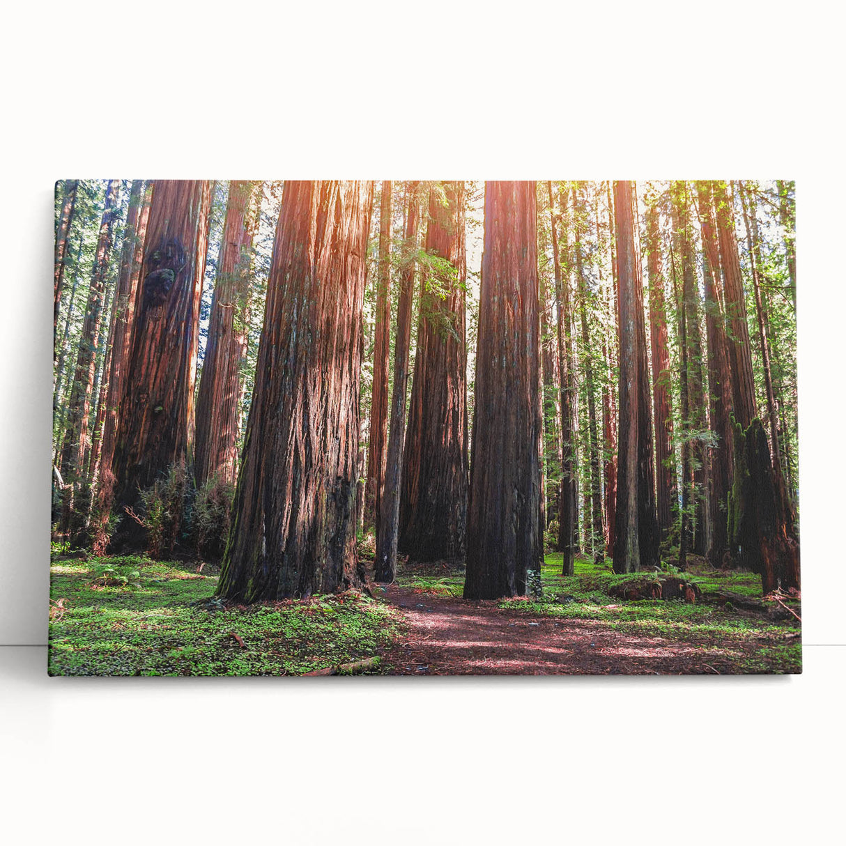 Stretched canvas wall art showcasing vibrant botanical designs of redwood trees, featuring rich greens and earthy tones, ideal for nature-themed decor.