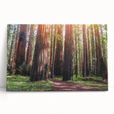 Stretched canvas wall art showcasing vibrant botanical designs of redwood trees, featuring rich greens and earthy tones, ideal for nature-themed decor.