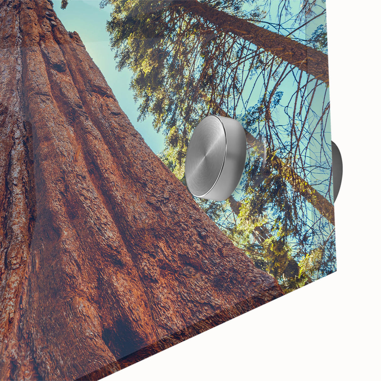 Close-up of a vibrant botanical wall art piece showcasing intricate redwood trees, featuring vivid colors and detailed textures, perfect for nature-inspired decor.