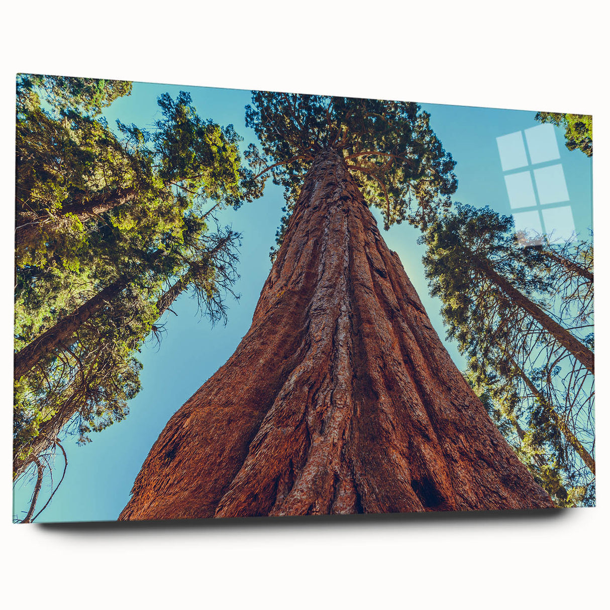 Botanical wall art collection featuring redwood trees design in vibrant colors, displayed in a sleek acrylic glass frame from a side view, showcasing its elegant presentation.