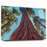 Botanical wall art collection featuring redwood trees design in vibrant colors, displayed in a sleek acrylic glass frame from a side view, showcasing its elegant presentation.