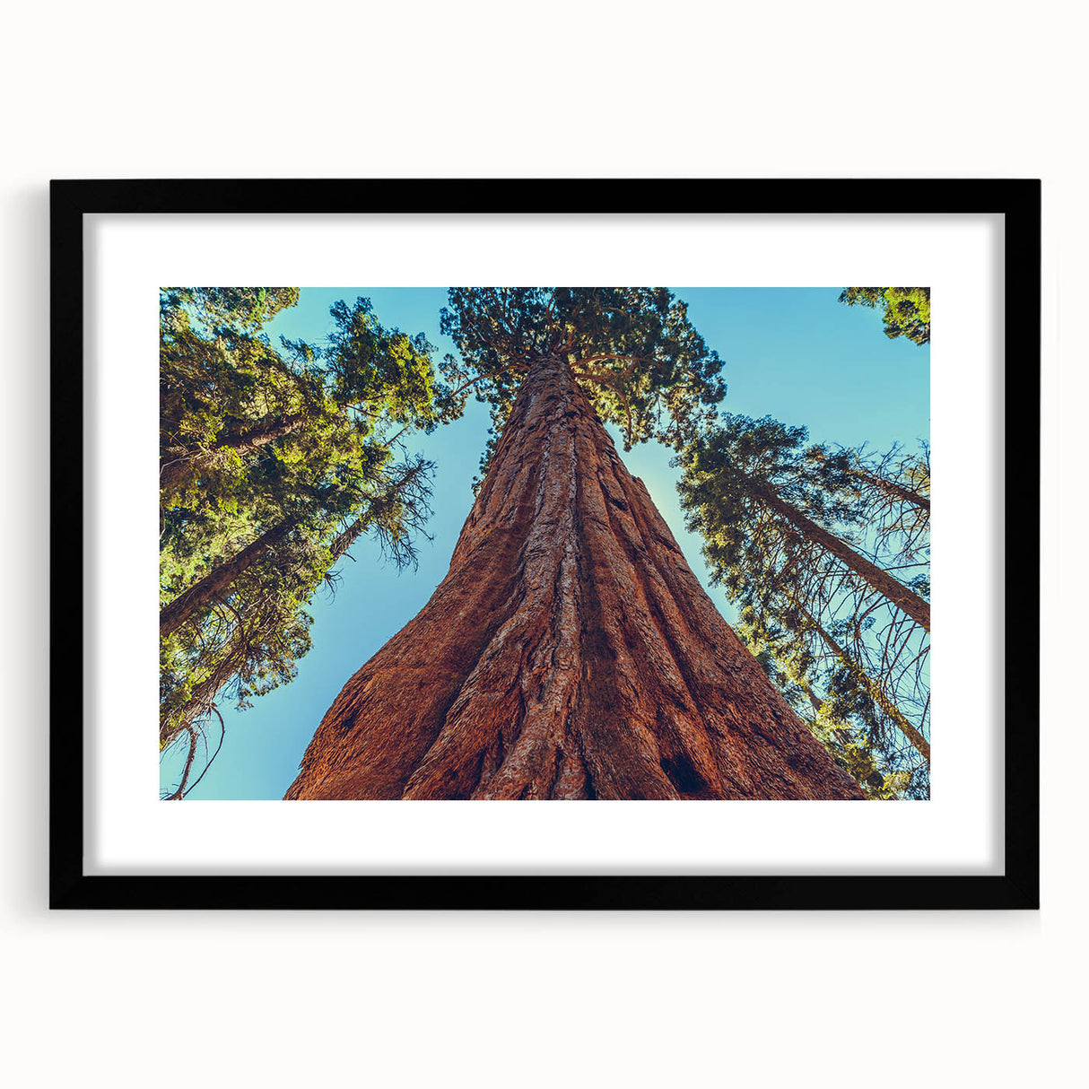 Framed botanical wall art showcasing vibrant flowers and majestic redwood trees, featuring a sleek black frame and mat, perfect for home decor enhancement.