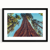 Framed botanical wall art showcasing vibrant flowers and majestic redwood trees, featuring a sleek black frame and mat, perfect for home decor enhancement.