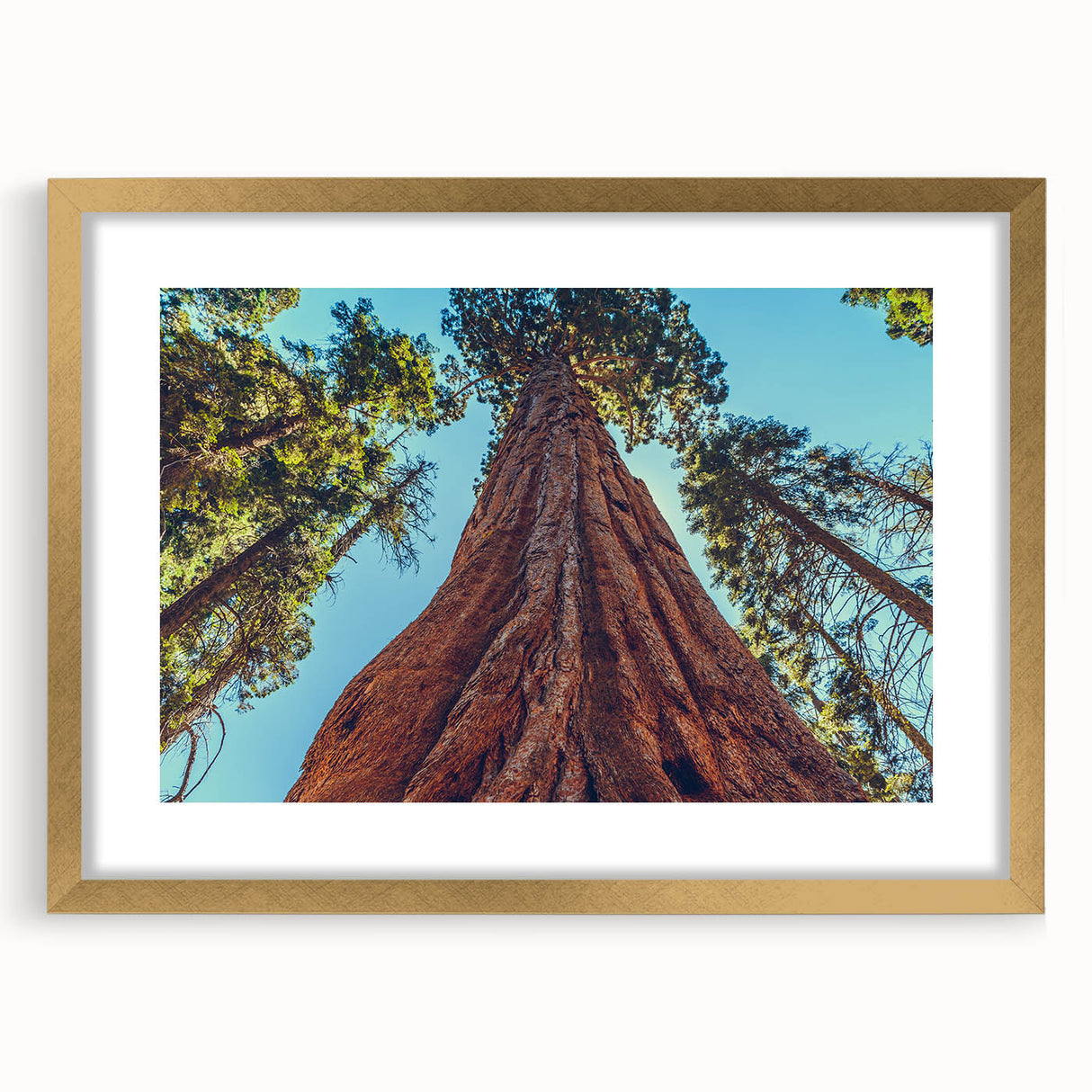 Framed wall art featuring a botanical design of redwood trees, elegantly displayed with a gold mat and frame, perfect for nature-themed decor. Ideal for enhancing interior spaces.