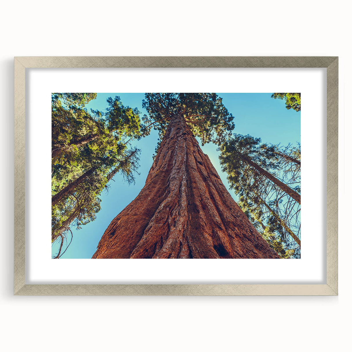 Framed botanical wall art depicting vibrant redwood trees with colorful flowers, set in a sleek silver frame with a mat, ideal for nature-themed decor.