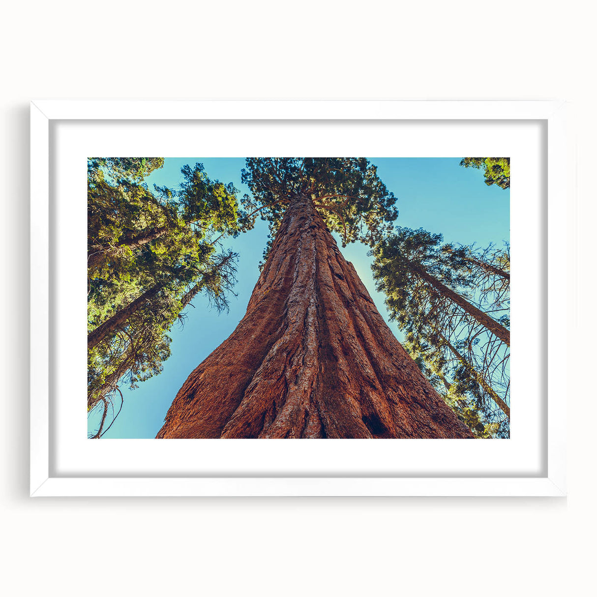 Framed botanical wall art featuring vibrant flowers and majestic redwood trees, set against a white mat background, ideal for enhancing home decor.