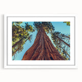 Framed botanical wall art featuring vibrant flowers and majestic redwood trees, set against a white mat background, ideal for enhancing home decor.