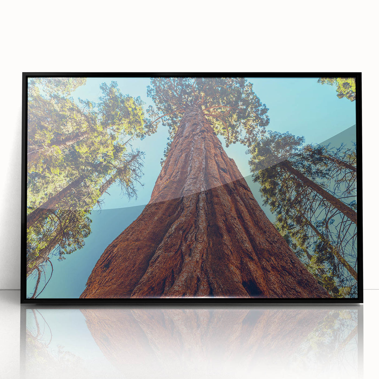 Framed wall art featuring a botanical design of redwood trees, set in a sleek black frame, ideal for nature-themed decor and enhancing interior aesthetics.