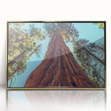 Framed wall art featuring a vibrant botanical design of redwood trees, elegantly presented with a gold-accented frame, perfect for nature enthusiasts.