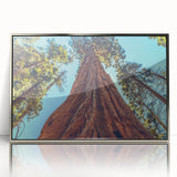 Framed wall art featuring a vibrant botanical design of redwood trees, displayed with a silver frame, ideal for nature enthusiasts and home decor lovers.