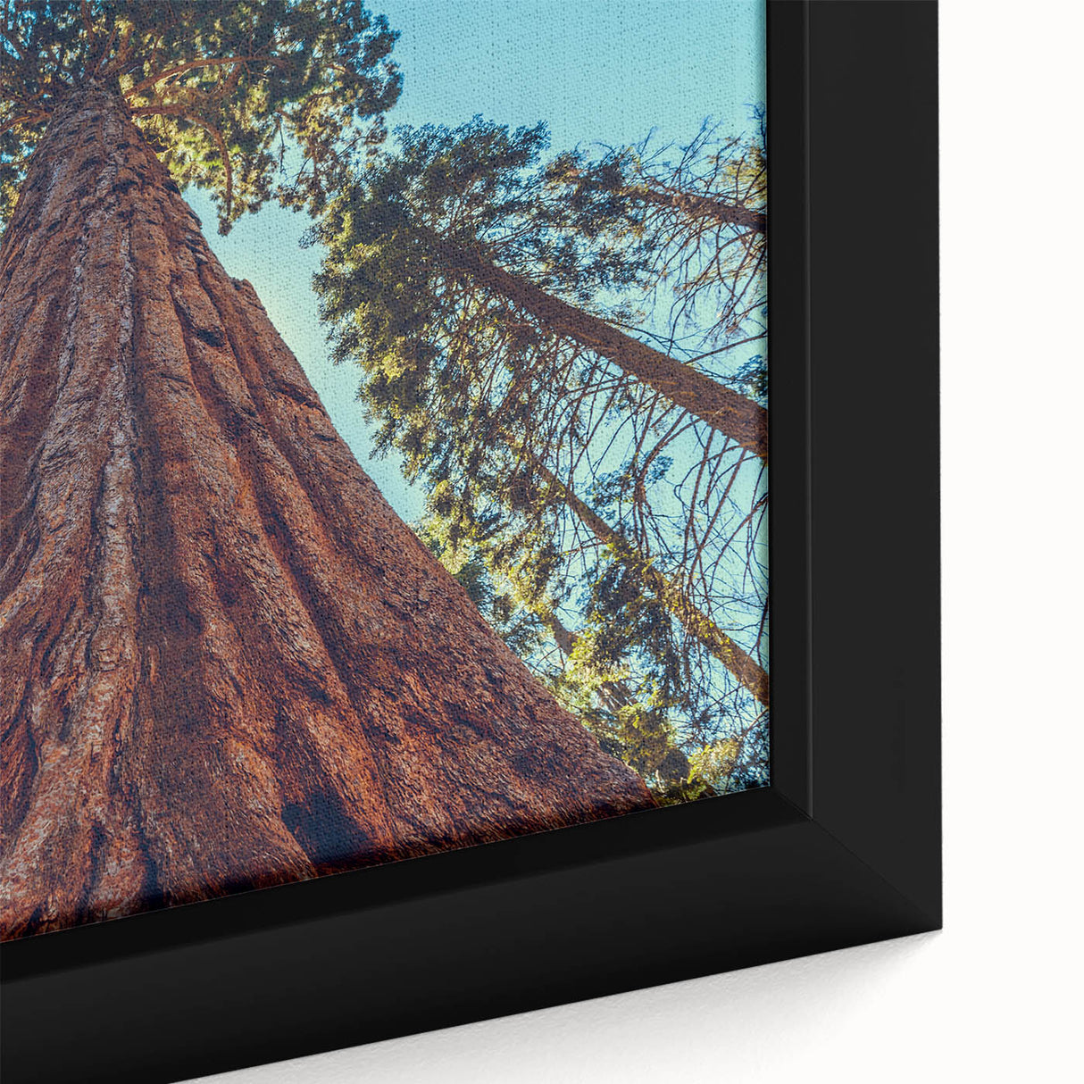 Close-up of framed wall art featuring a vibrant botanical design of redwood trees, showcasing intricate details and rich colors, ideal for nature enthusiasts.