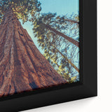 Close-up of framed wall art featuring a vibrant botanical design of redwood trees, showcasing intricate details and rich colors, ideal for nature enthusiasts.