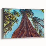 Framed canvas wall art featuring a botanical design of redwood trees, showcasing intricate details with a silver frame, ideal for nature-inspired decor.