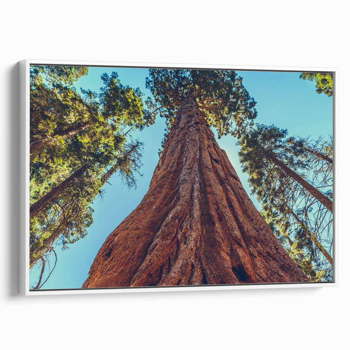 Framed wall art collection showcasing a botanical design of redwood trees, featuring vibrant green foliage and a clean white frame, perfect for nature-inspired decor.