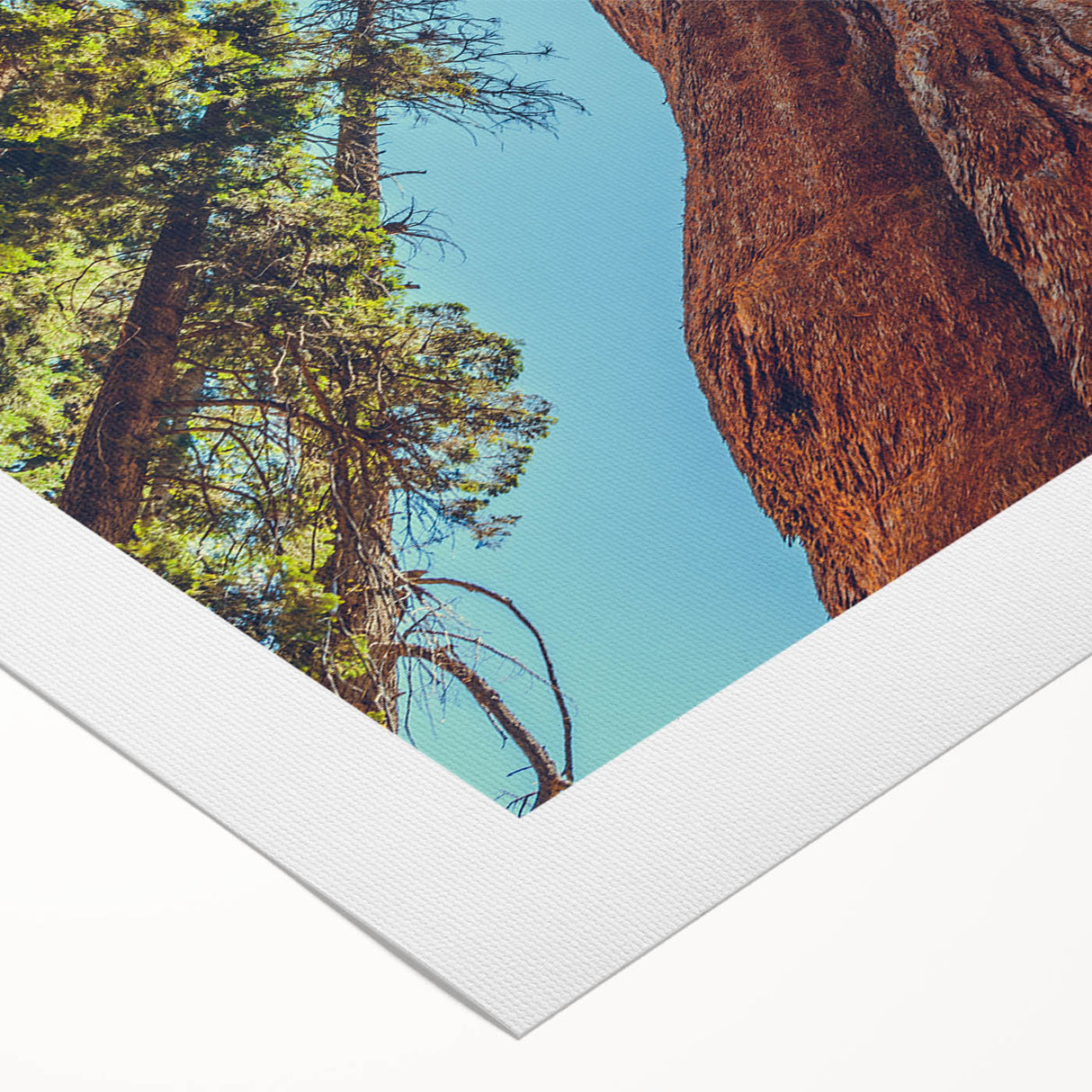 Rolled canvas showcasing a vibrant botanical design featuring redwood trees, ideal for home decor. The art highlights intricate details and lush colors, perfect for nature enthusiasts.