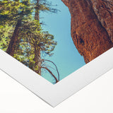 Rolled canvas showcasing a vibrant botanical design featuring redwood trees, ideal for home decor. The art highlights intricate details and lush colors, perfect for nature enthusiasts.