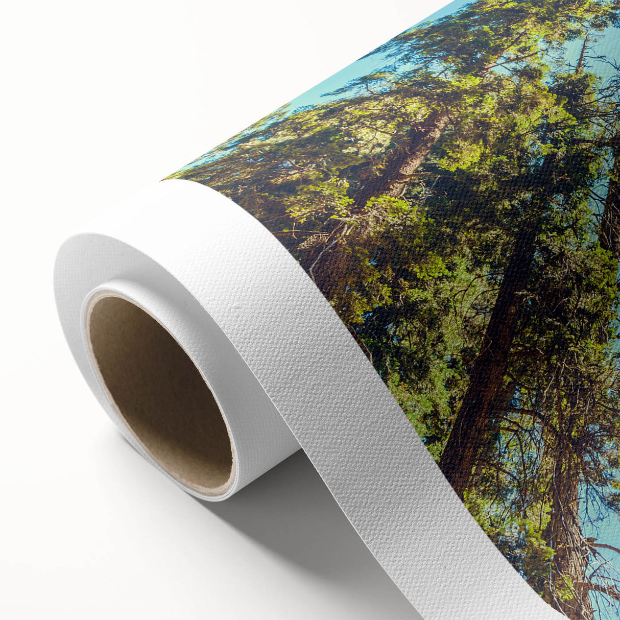 Rolled canvas showcasing a vibrant botanical design of redwood trees, featuring intricate details and rich colors, ideal for nature-themed home decor.