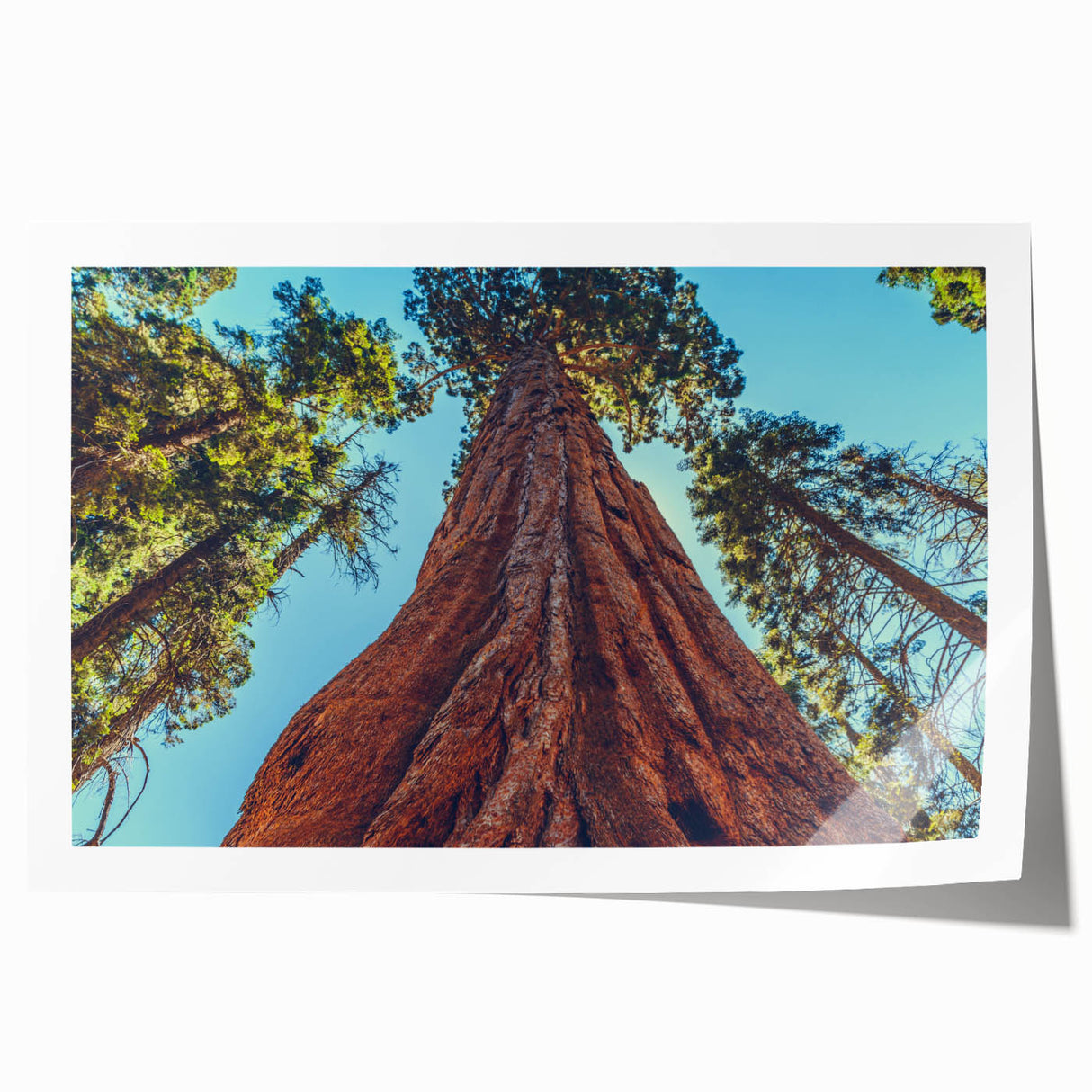 Botanical wall art print showcasing vibrant redwood trees in a lush green forest, rolled and ready for framing, perfect for nature-themed decor.