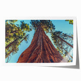 Botanical wall art print showcasing vibrant redwood trees in a lush green forest, rolled and ready for framing, perfect for nature-themed decor.